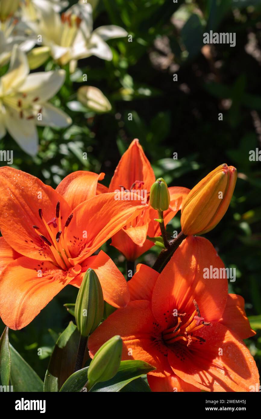 photo bright orange lily in a summer garden, stamen, lily family Stock Photo