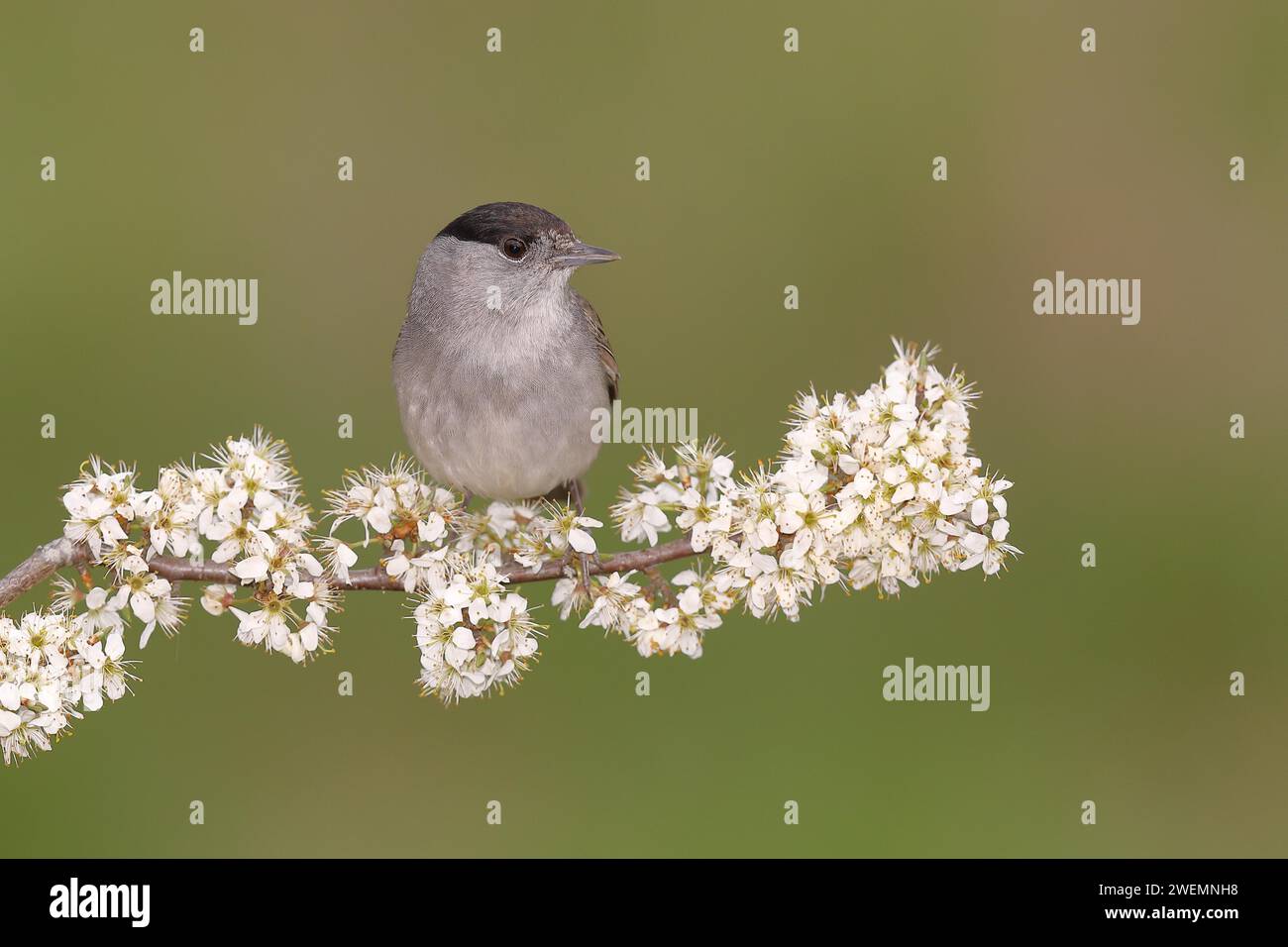 Blackcap (Sylvia atricapilla), male, sitting in flowering blackthorn (Prunus spinosa), animals, birds, migratory bird, songbird, spring, North Stock Photo