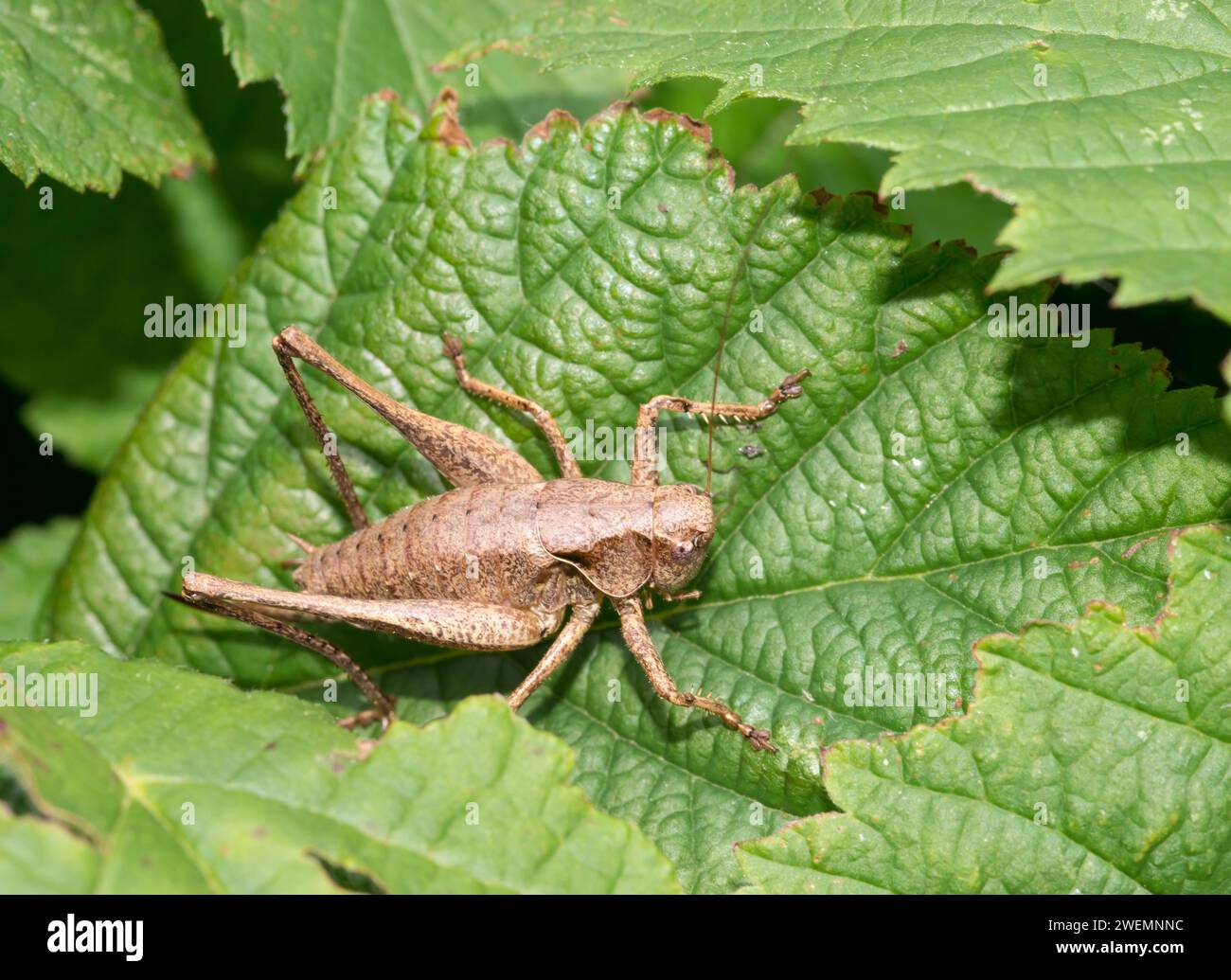 Dark bush-cricket (Pholidoptera griseoaptera) or common bush cricket, female, sitting on bramble leaf (Rubus sect. Rubus), macro photo, close-up Stock Photo