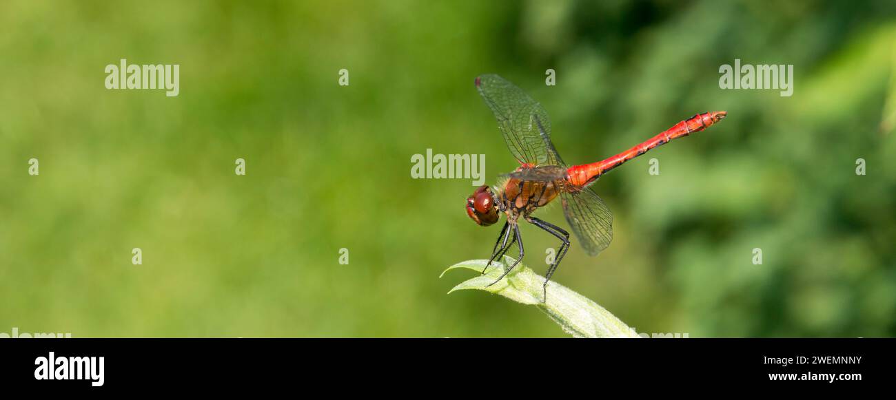 Ruddy darter (Sympetrum sanguineum), mature male, sitting on willow leaves (Salix) in the sun, macro view, close-up, medial view, Mecklenburg-Western Stock Photo