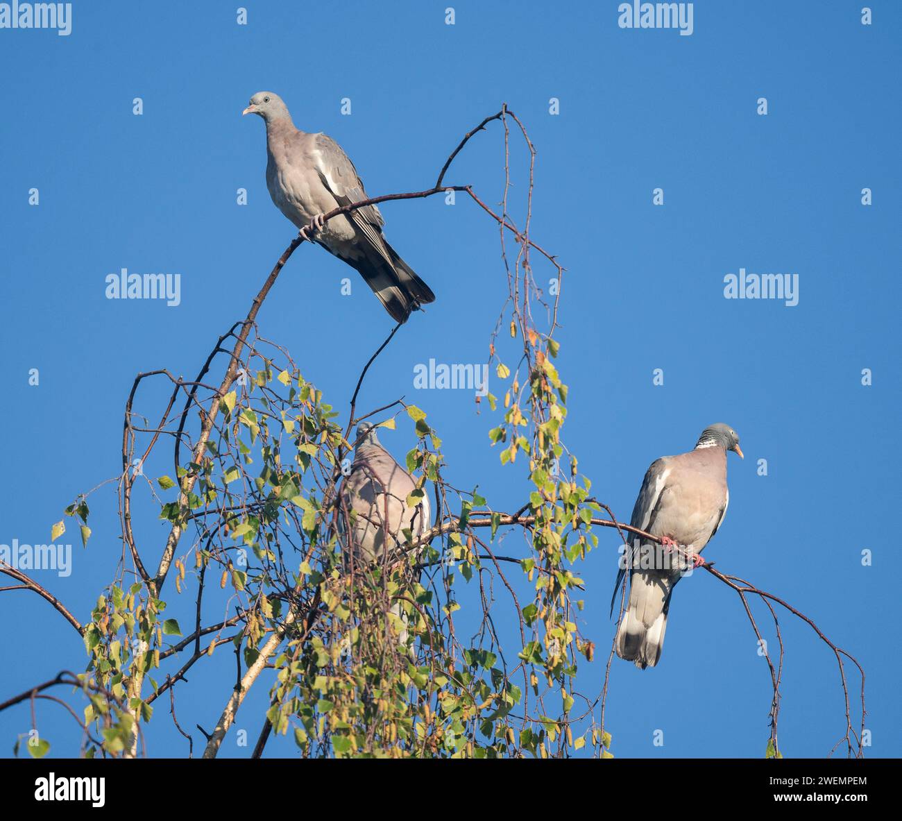 Common wood pigeon (Columba palumbus), young bird and adult sitting in a birch (Betula), Lower Saxony, Germany Stock Photo