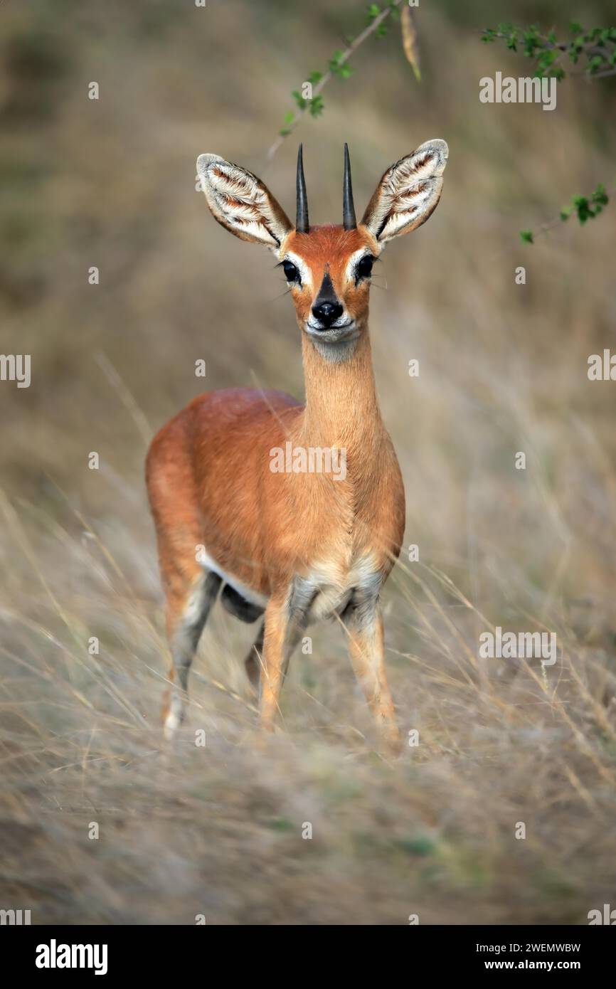Neotragus Batesi Batess pygmy antelope hi-res stock photography and images - Alamy