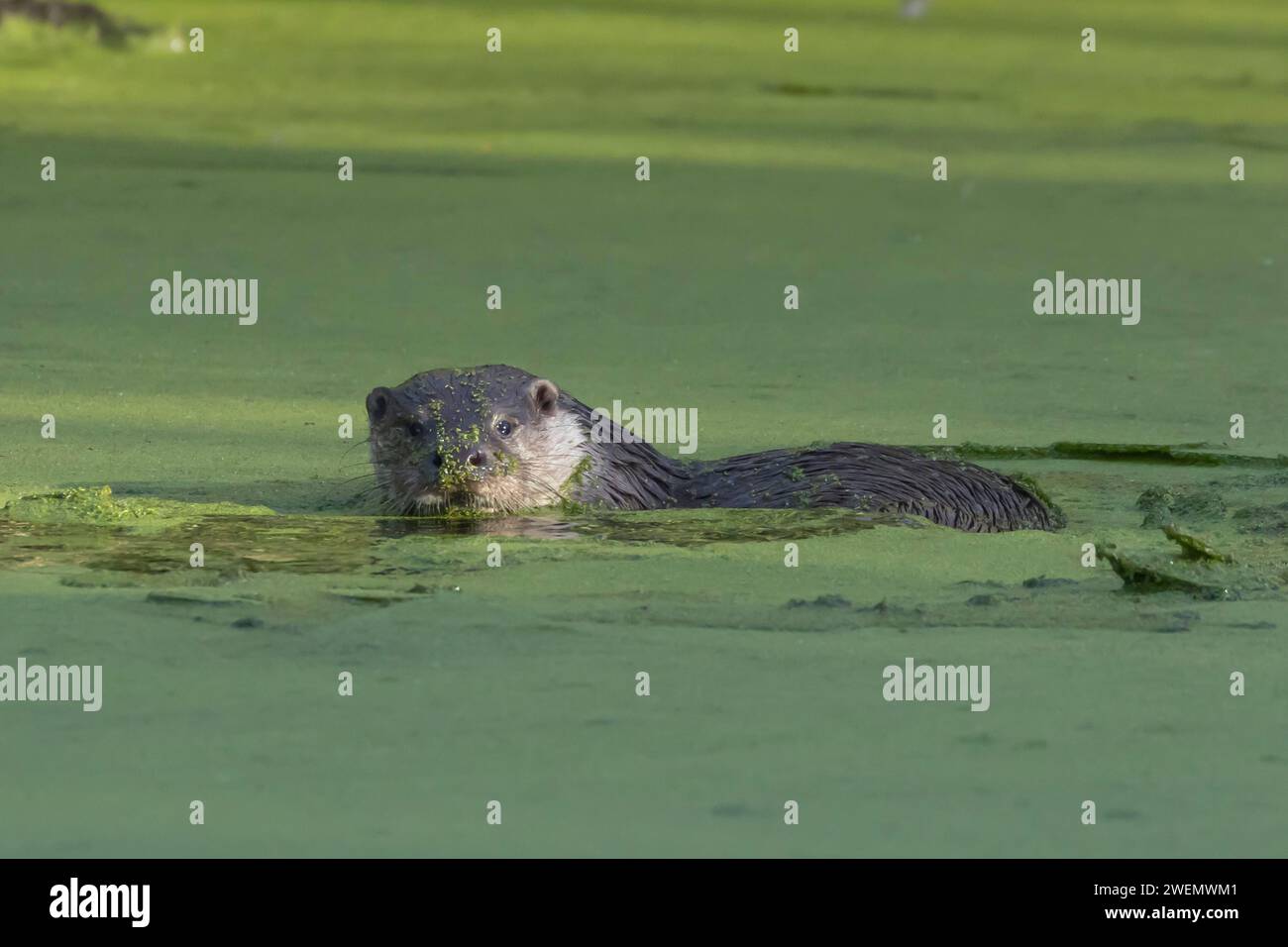 European Otter (Lutra lutra) adult swimming in a lake, Suffolk, England ...