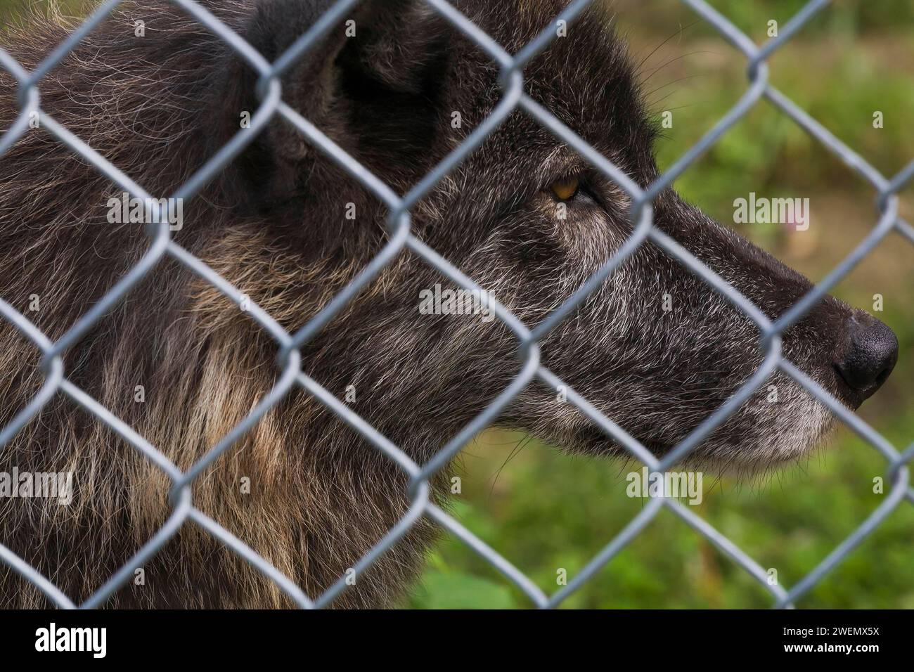 Gray Wolf (Canis lupus) photographed in captivity through wire mesh fence, Quebec, Canada Stock Photo