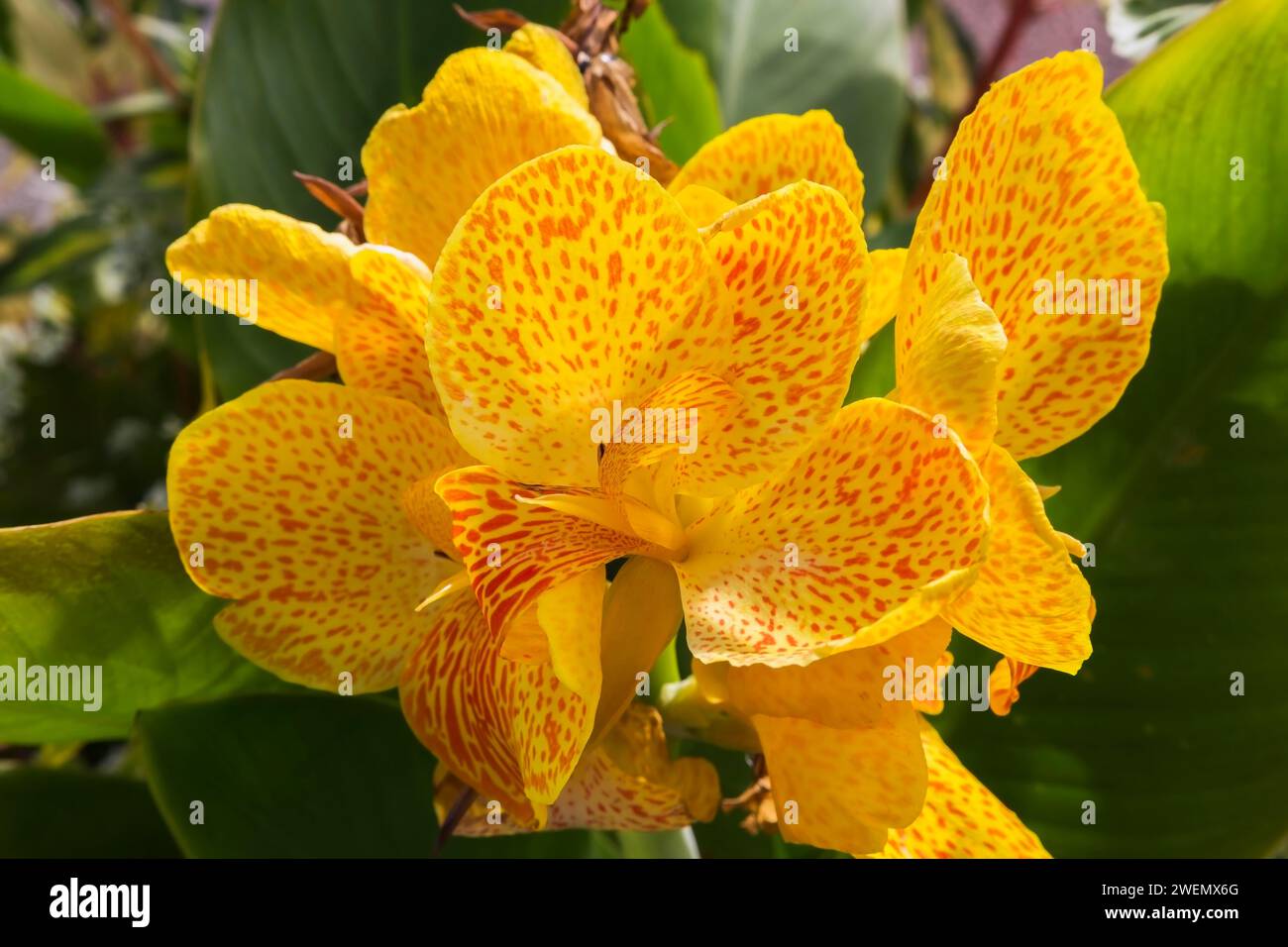 Yellow and orange Indian Shot (Canna) in summer, Quebec, Canada Stock Photo