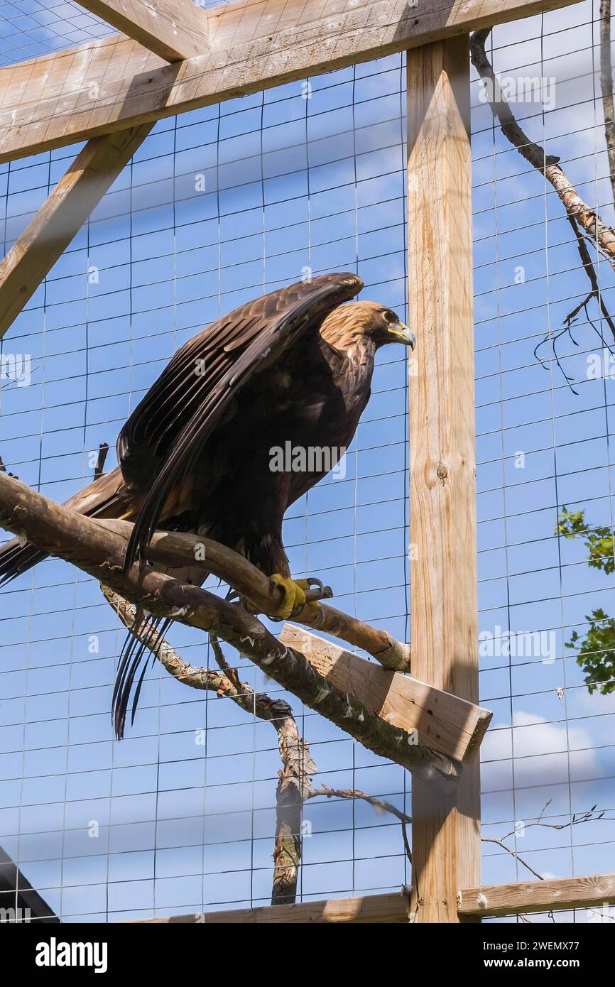 Golden Eagle (Aquila chrysaetos) in wire mesh cage in captivity in ...