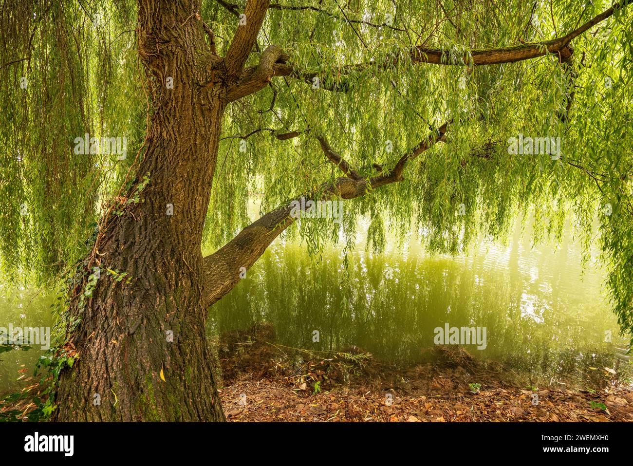 Dreamy scene with a willow whose branches lean over a still body of water Stock Photo