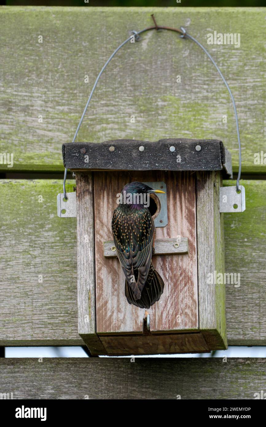 Common starling (Sturnus vulgaris), adult bird at a nesting box, during the breeding season, Nettetal, North Rhine-Westphalia, Germany Stock Photo