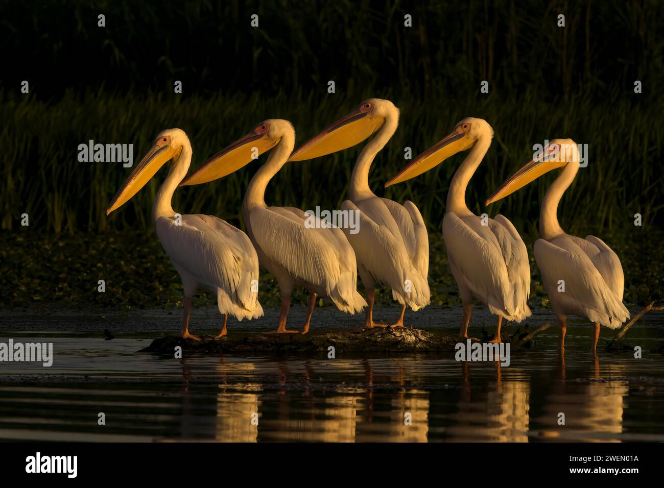 Common pelican (Pelecanus onocrotalus) Danube Delta Romania Stock Photo