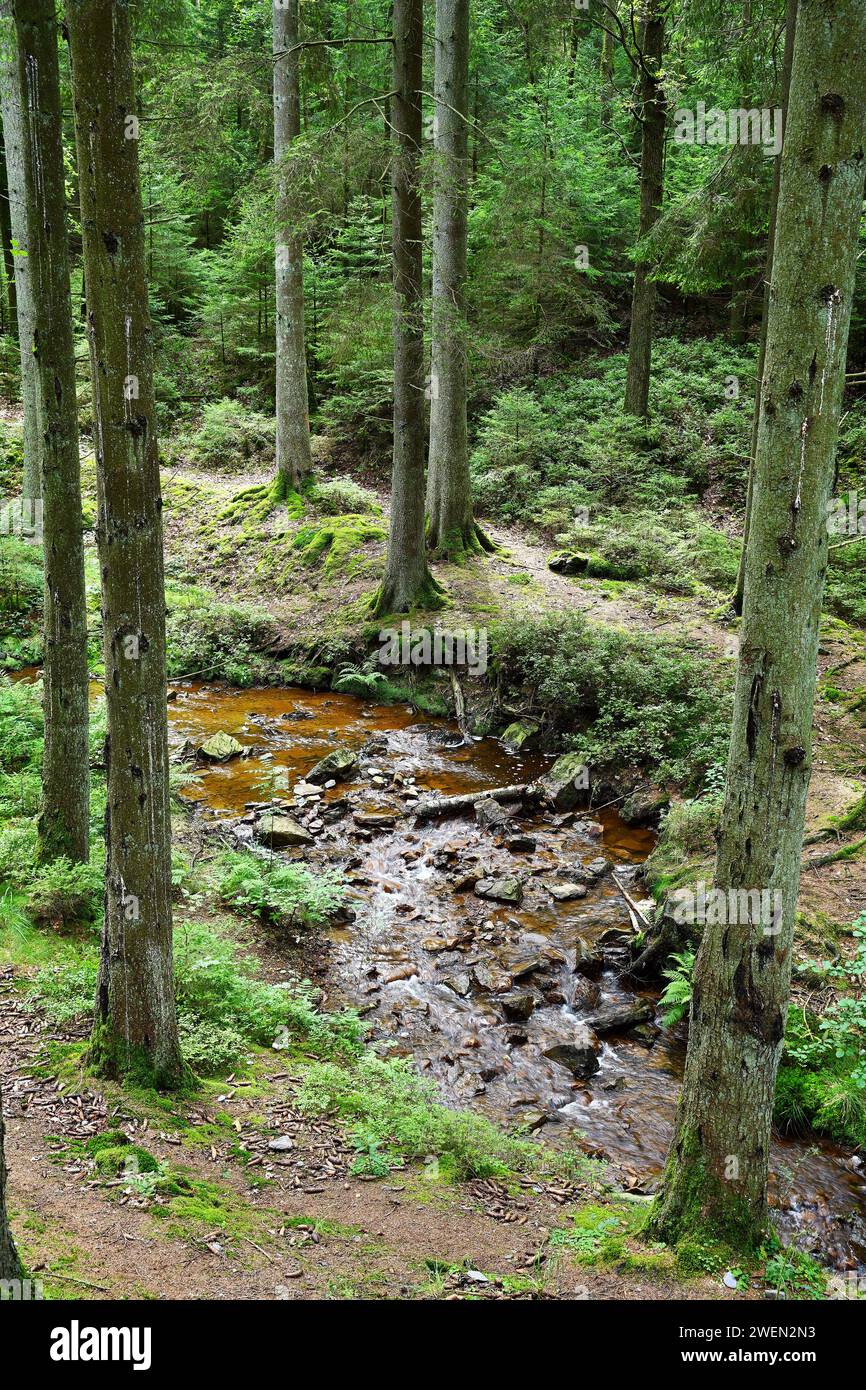Babbling brook in the Belgian Ardennes Stock Photo