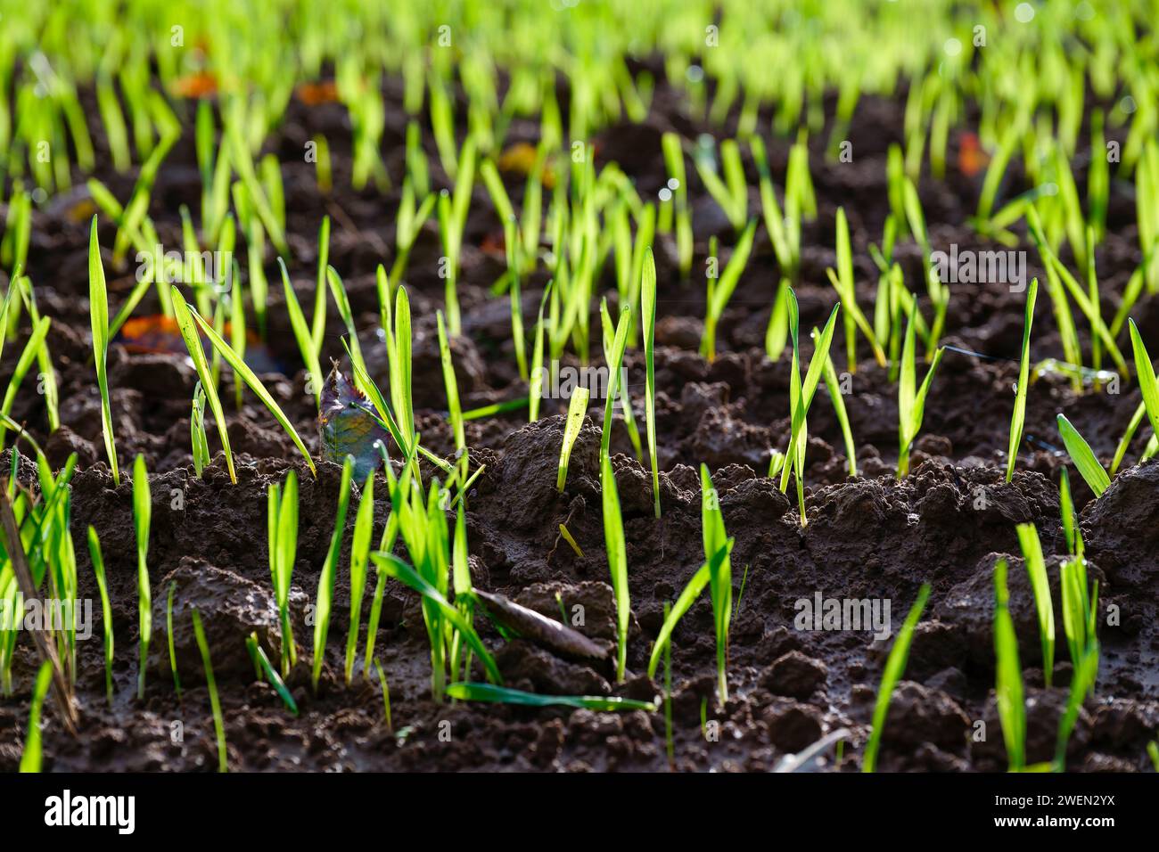 Growing green grass seeds on brown topsoil, shallow depth of field