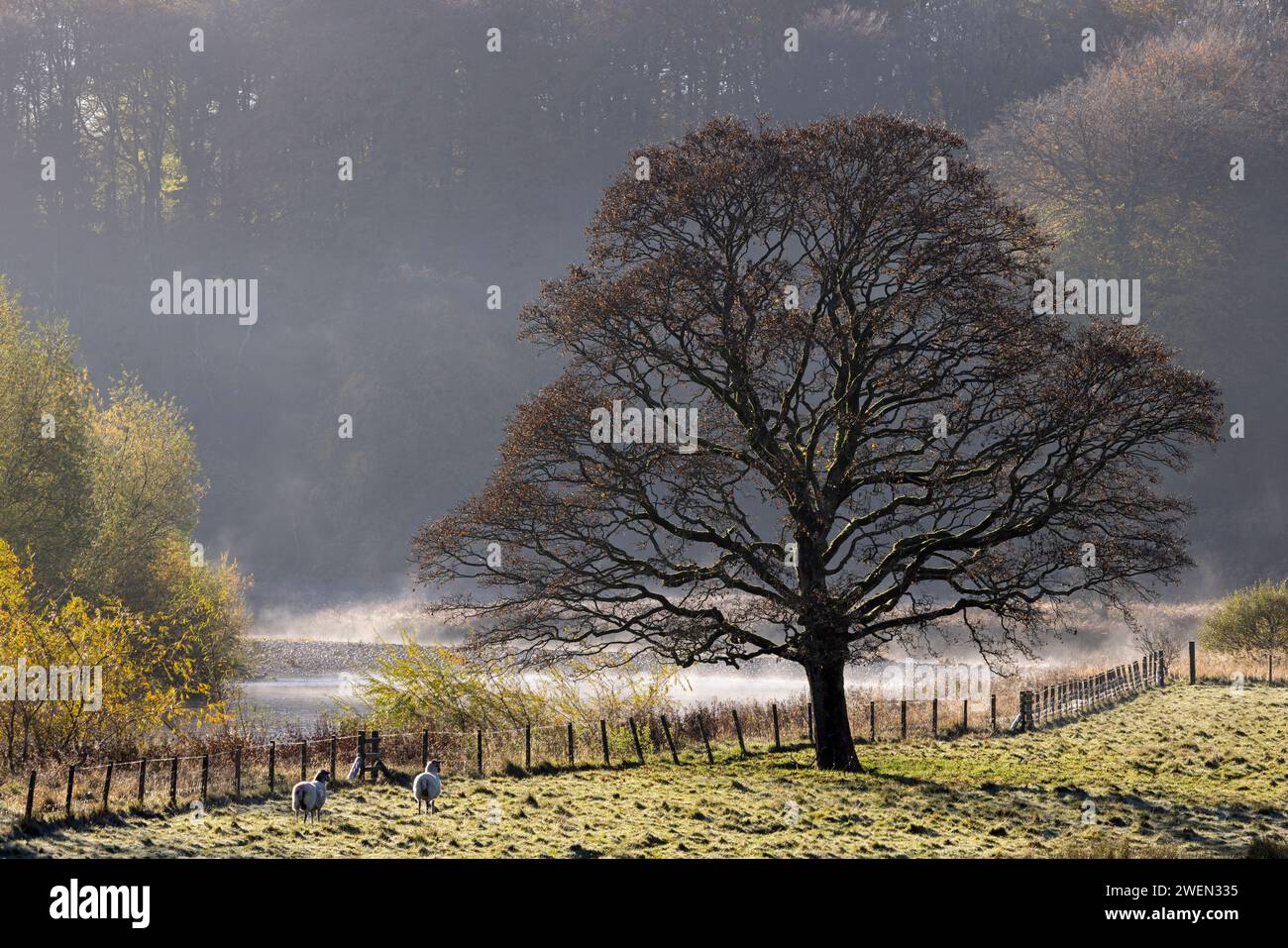 A tree growing on the banks of the River Wharfe, in the Yorkshire Dales National Park, UK Stock Photo