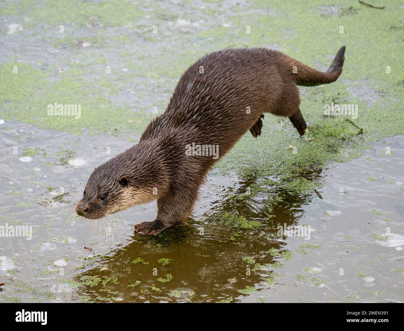 Otter Walking on a Frozen Lake Stock Photo - Alamy