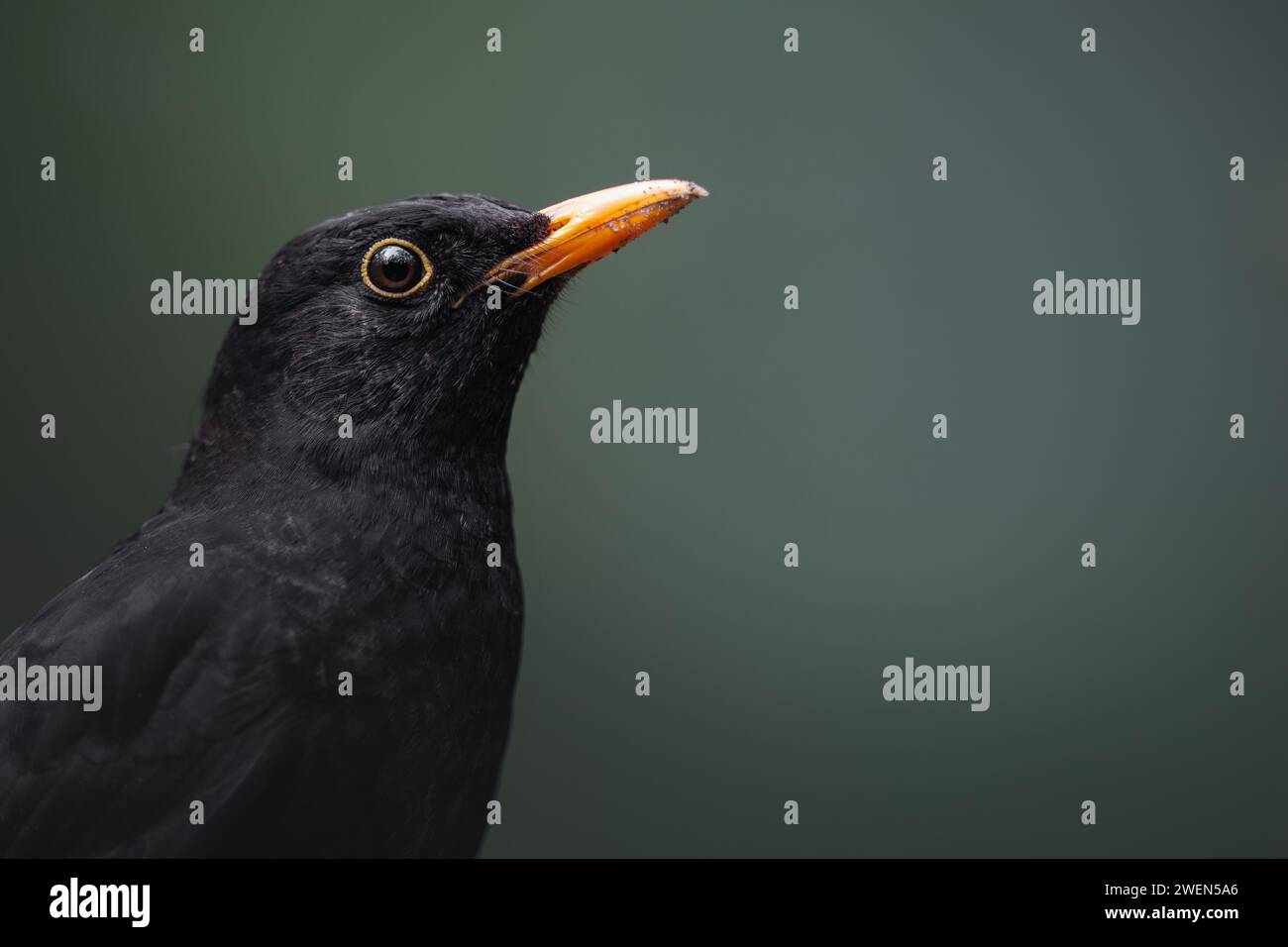 Portrait of a male common Blackbird (Turdus merula).  Moody enviroment in dark Belgium forest.  Blackbird in natural enviroment. Stock Photo
