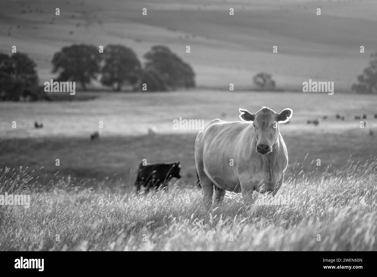 beautiful cows on a farm, beef cattle production in a hot summer, Stud Angus cows in a field free range beef cattle on a farm Stock Photo