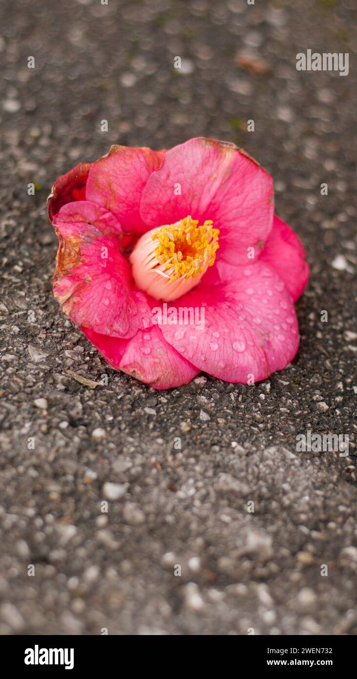 Withered flower on asphalt ground Stock Photo Alamy