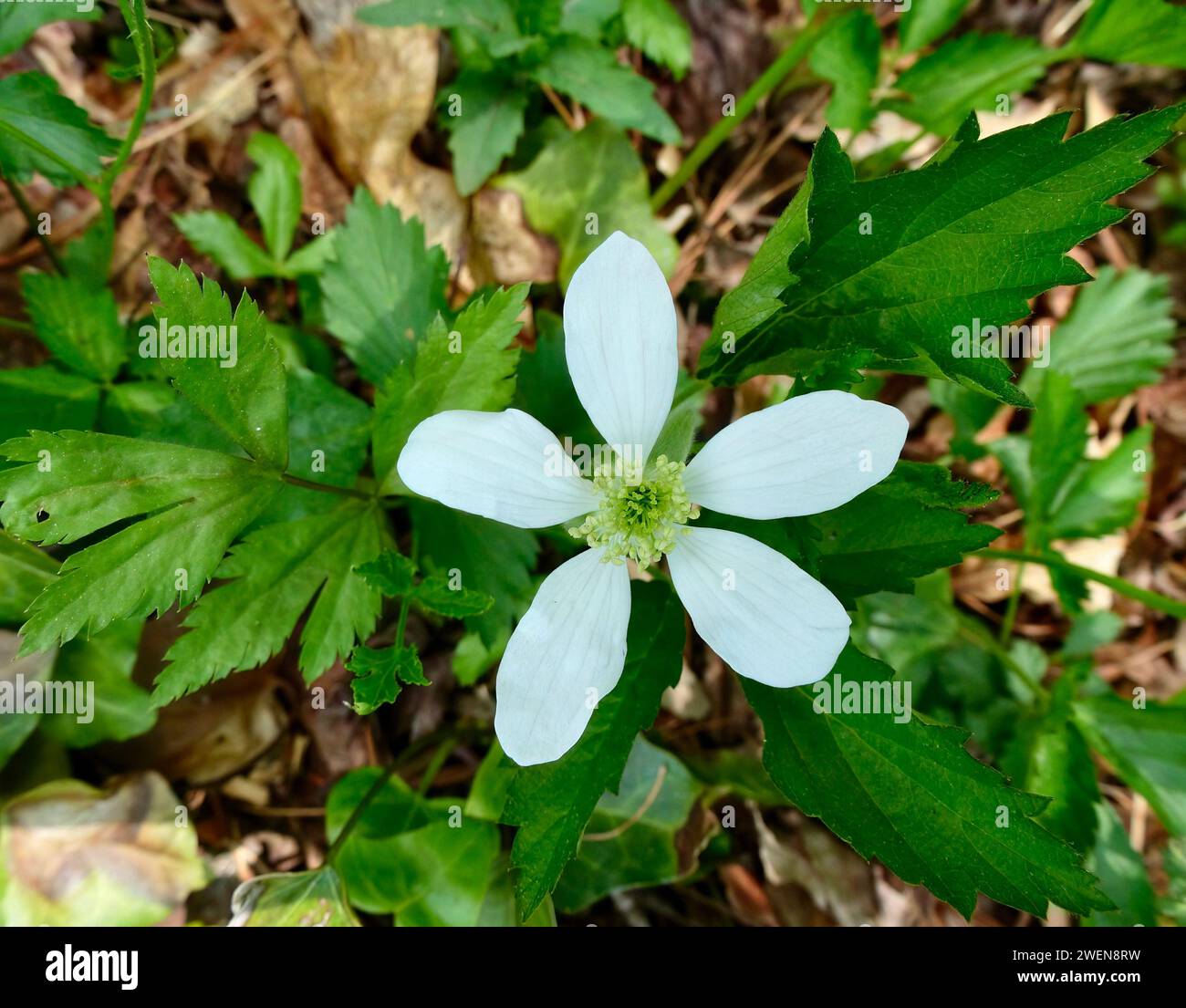 A closeup shot of Northern dewberry, Rubus flagellaris Stock Photo