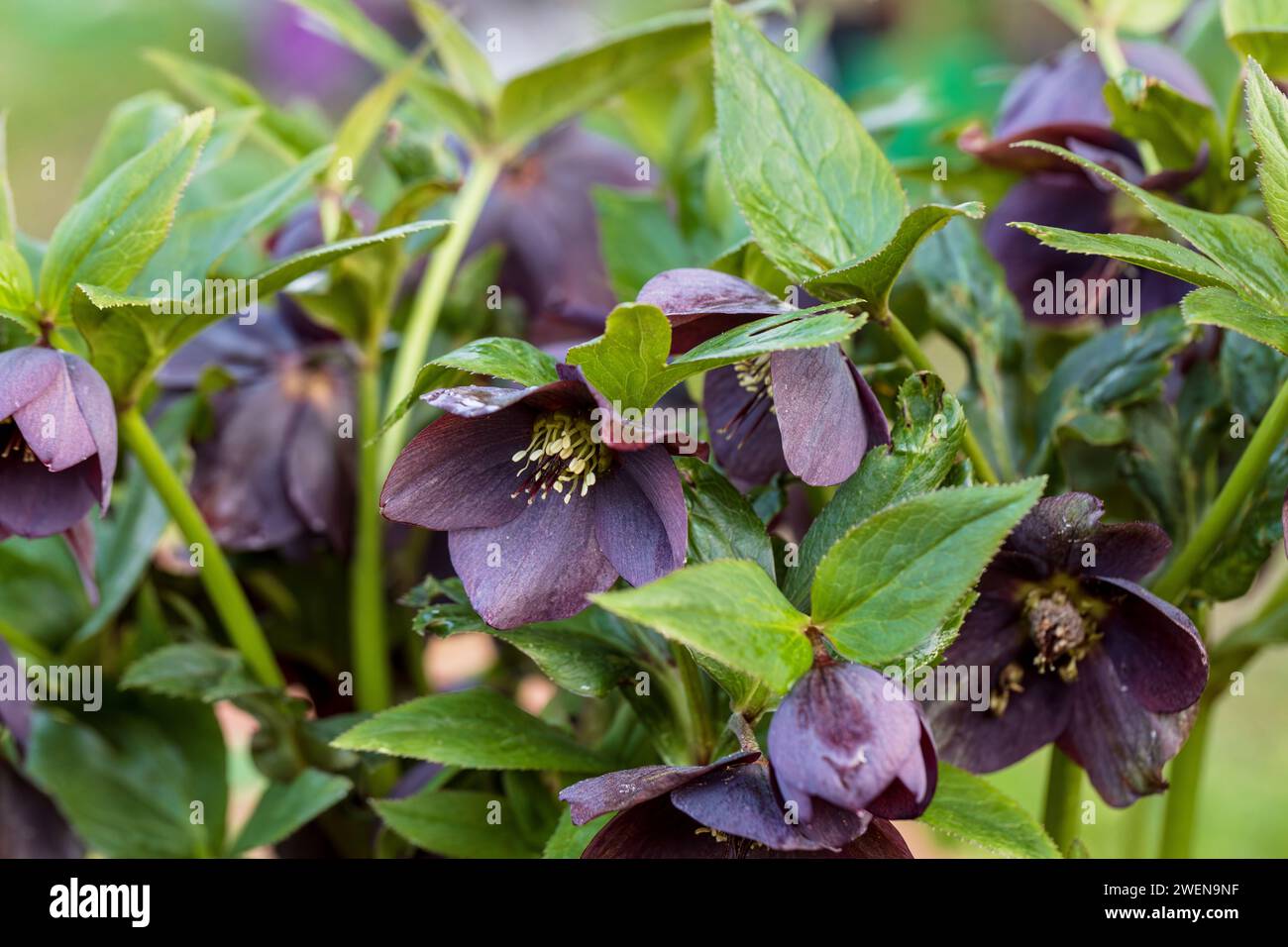 Helleborus orientalis Pretty Ellen Purple blooms in spring Stock Photo