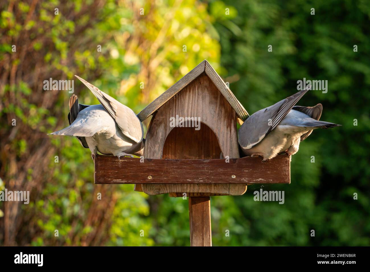 Tauben im Vogelhaus Stock Photo Alamy
