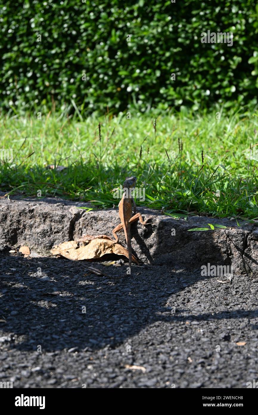 Lizard climbing a pavement Stock Photo - Alamy