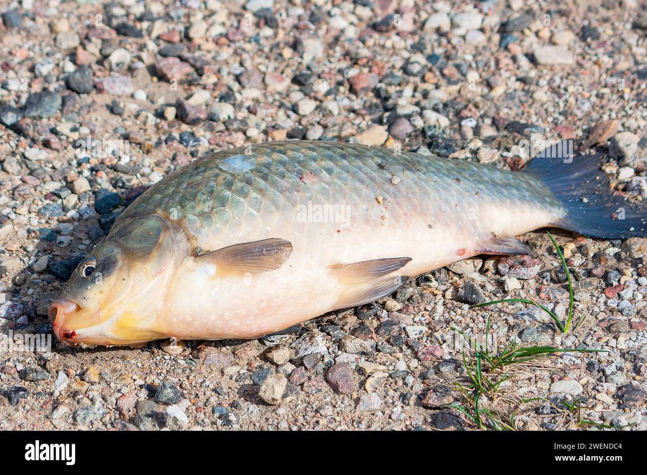 Fish in the sand. Carp. Close-up Stock Photo