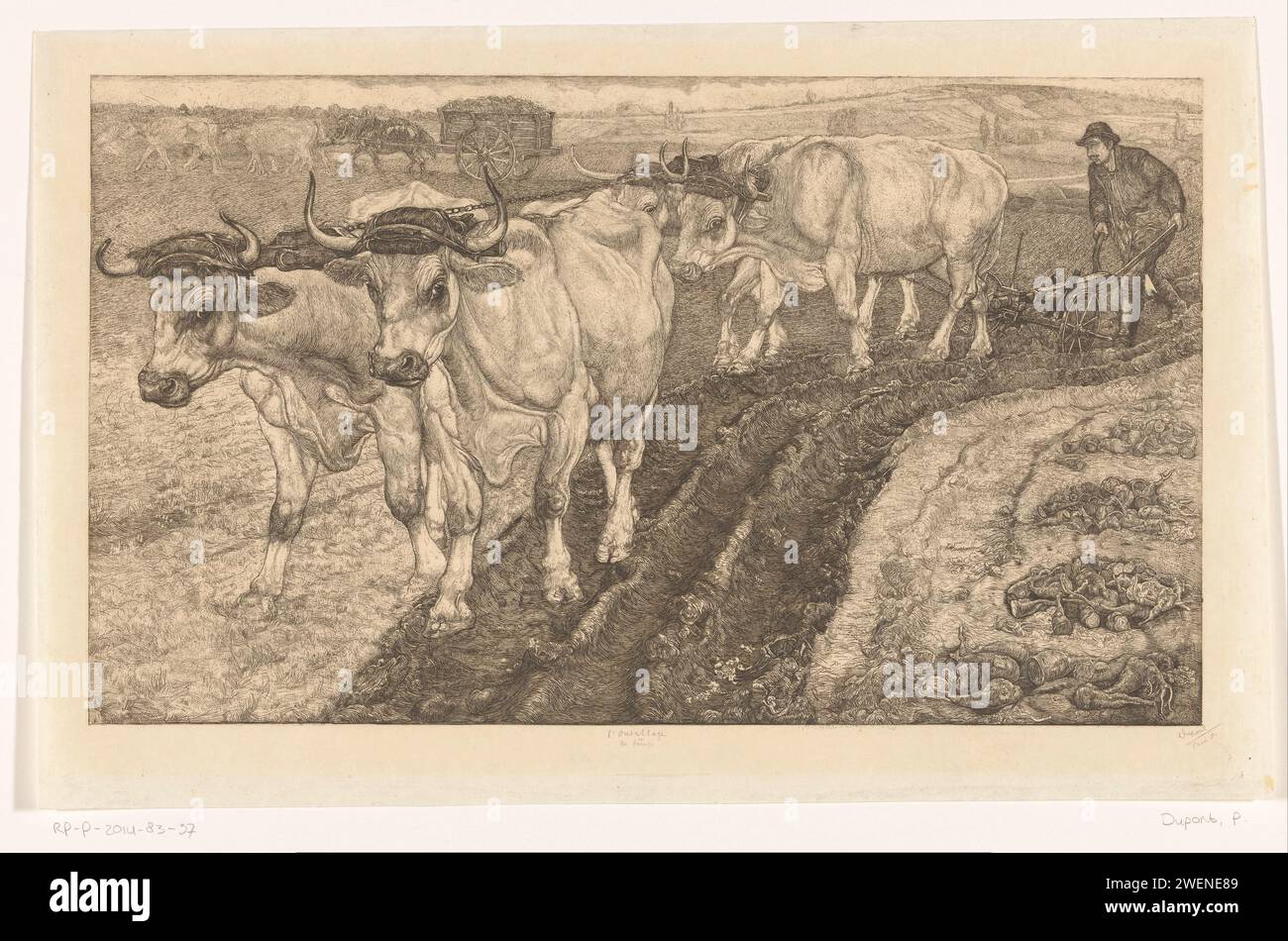 Les Boeufs, 1901 print Four oxen for a team. Two tensioning oxen and a
