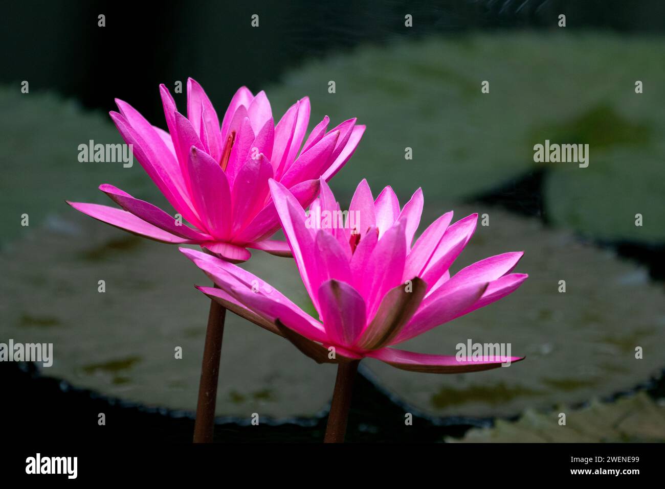 Pink water lily in the pond Stock Photo - Alamy