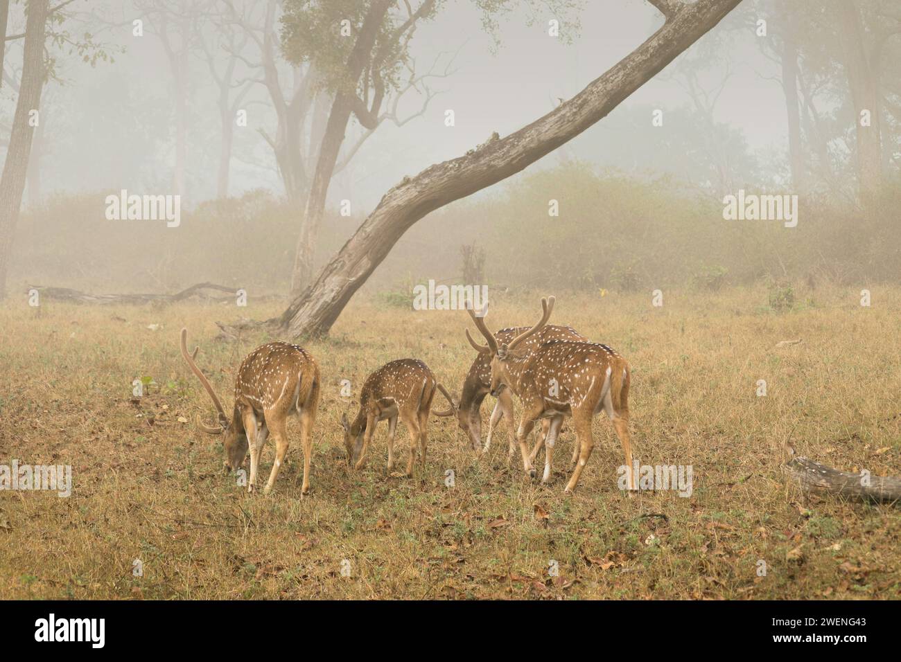 Spotted deer high quality free image Stock Photo