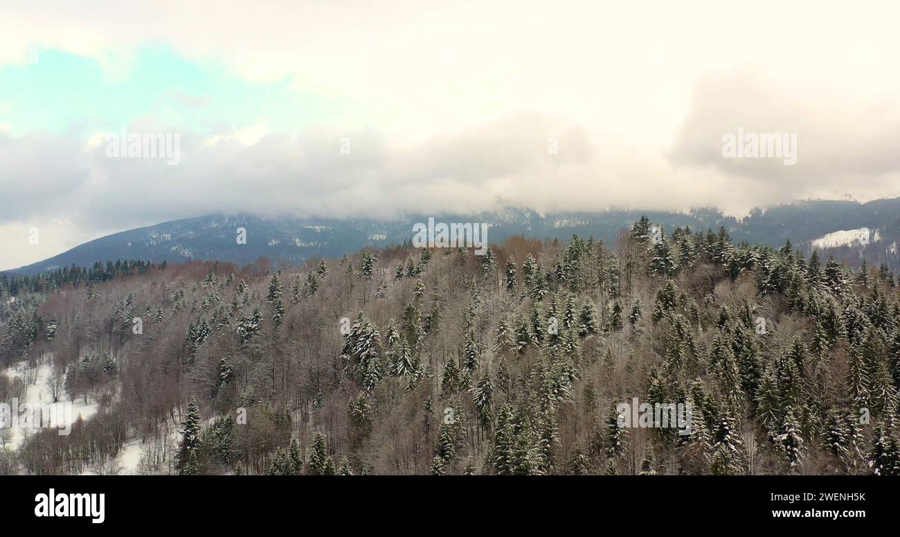 Drone flight over coniferous forest hi-res stock photography and images ...