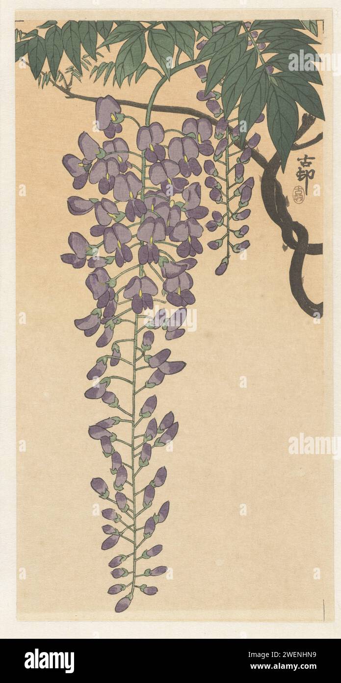 Flowering Wisteria, Anonymous, After Ohara Koson, 1900 1930 print