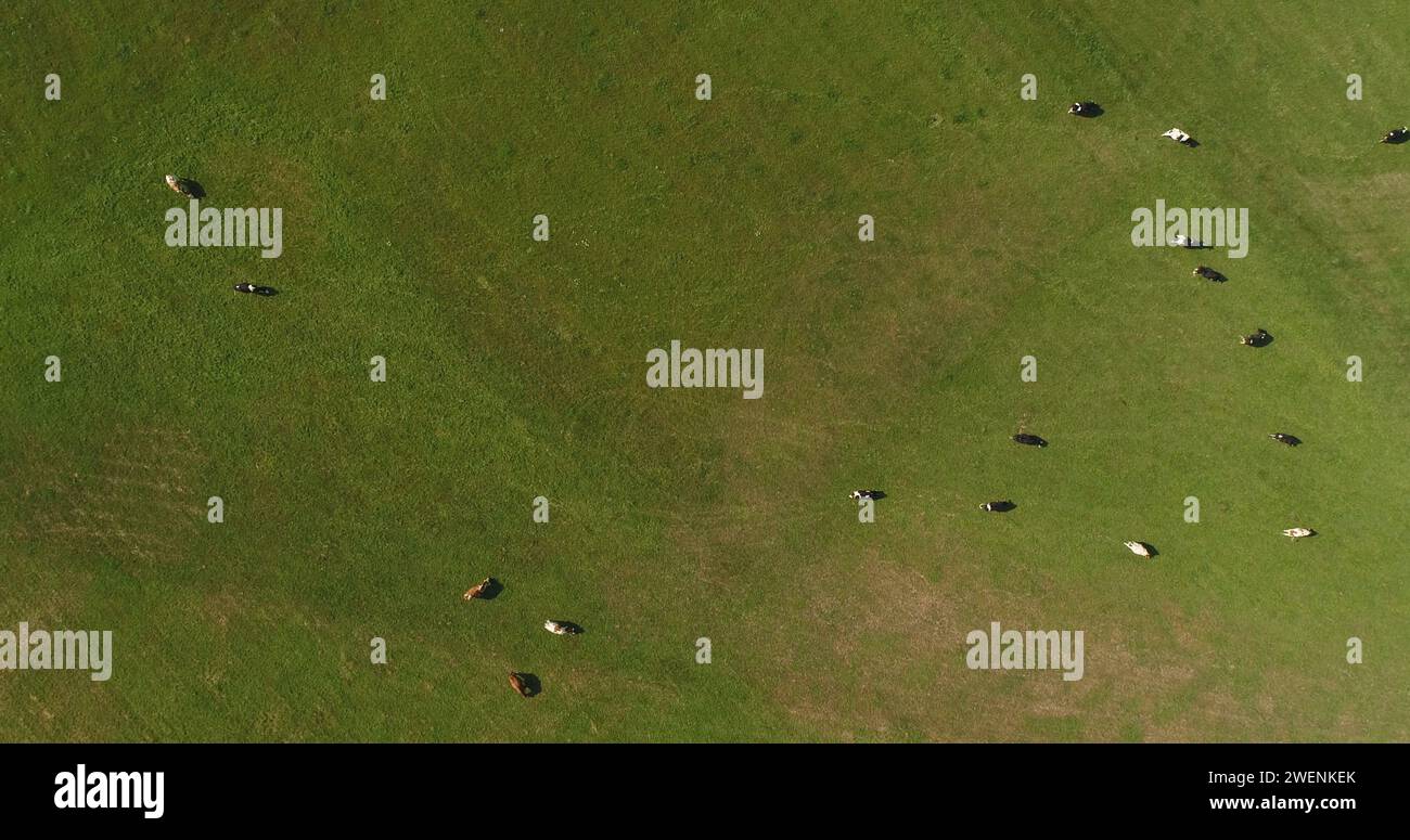 Aerial View of Cows Grazing on Farm Stock Photo - Alamy