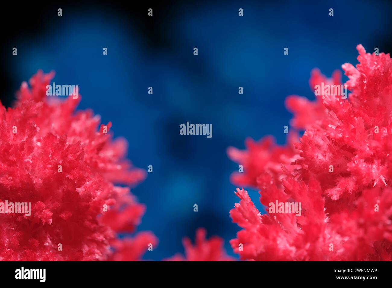 Macro image red salt crystal on blue background Stock Photo