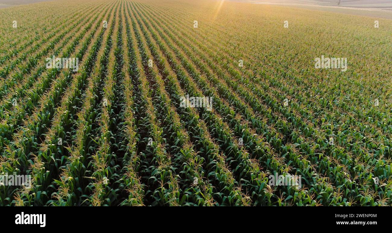 Drone shot corn field row hi-res stock photography and images - Alamy