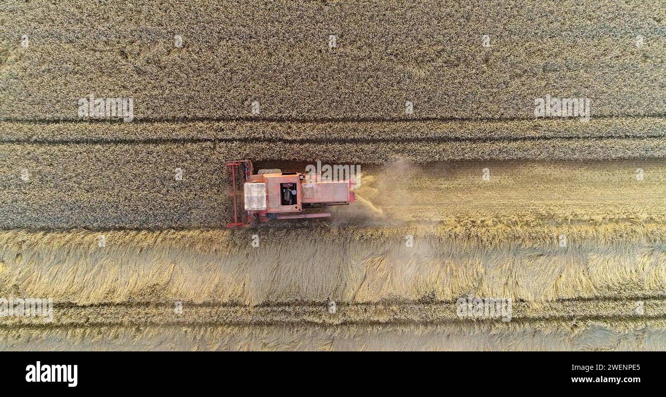 combine harvester harvesting agricultural wheat field Stock Photo - Alamy