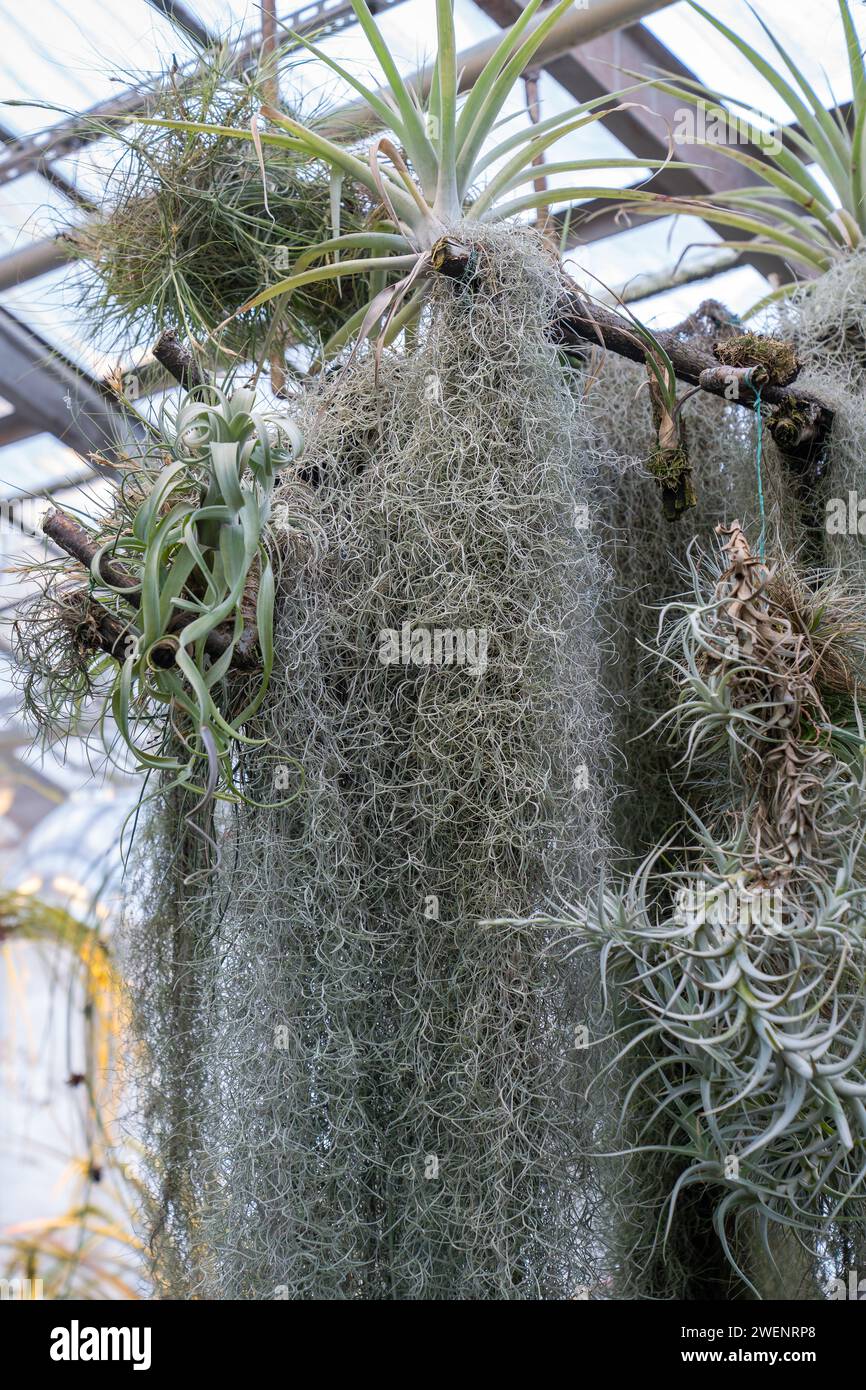 Tillandsia usneoides spanish moss hi-res stock photography and images ...