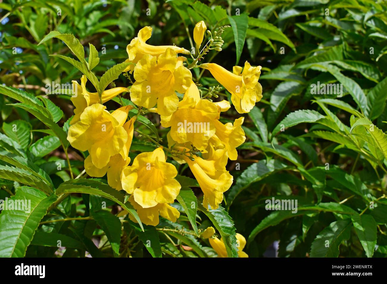 Yellow trumpet flowers (Tecoma stans), Ribeirao Preto, Sao Paulo, Brazil Stock Photo