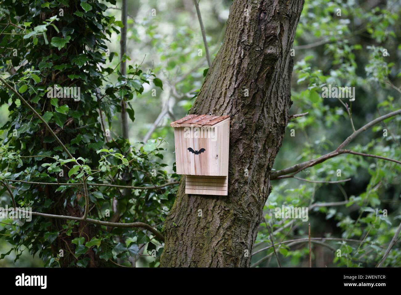 New bat box to provide nesting and rootsing sites mounted on a tree in