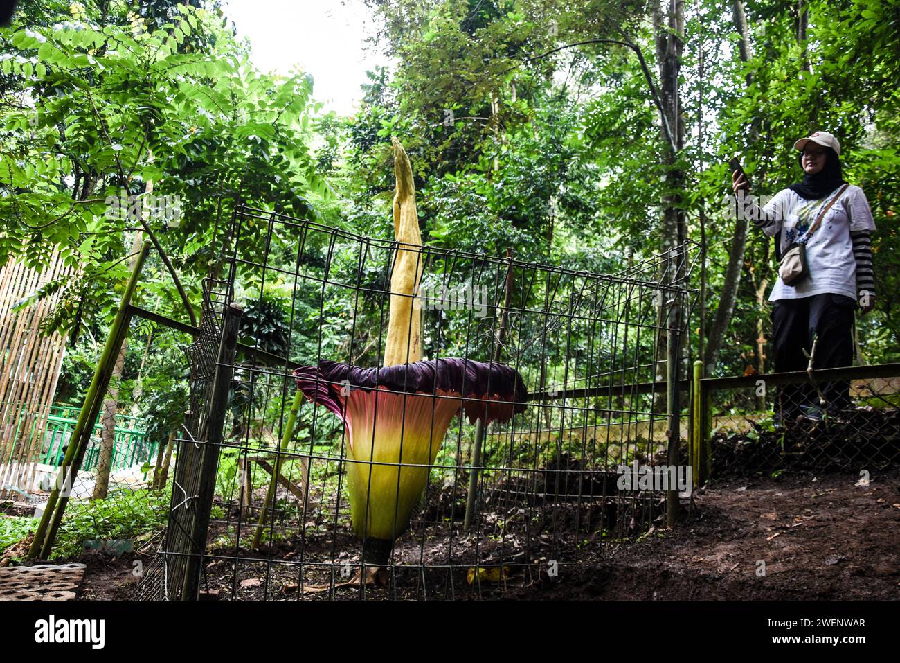 Visitors see the giant corpse flower Amorphophallus Titanum blooming in the Ir Forest Park. H. Djuanda in Bandung, West Java, Indonesia on January 26, 2024. The corpse flower originating from Sumatra, Indonesia, which reaches a height of 207 centimeters and a diameter of 80 centimeters, takes three to four years to fully bloom and is one of the protected flower types in the world. (Photo by Dimas Rachmatsyah/Sipa USA) Stock Photo