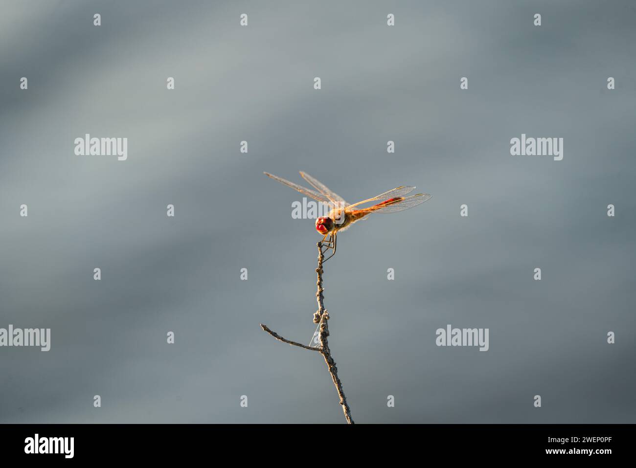 A Dragonfly standing on the branch Stock Photo - Alamy