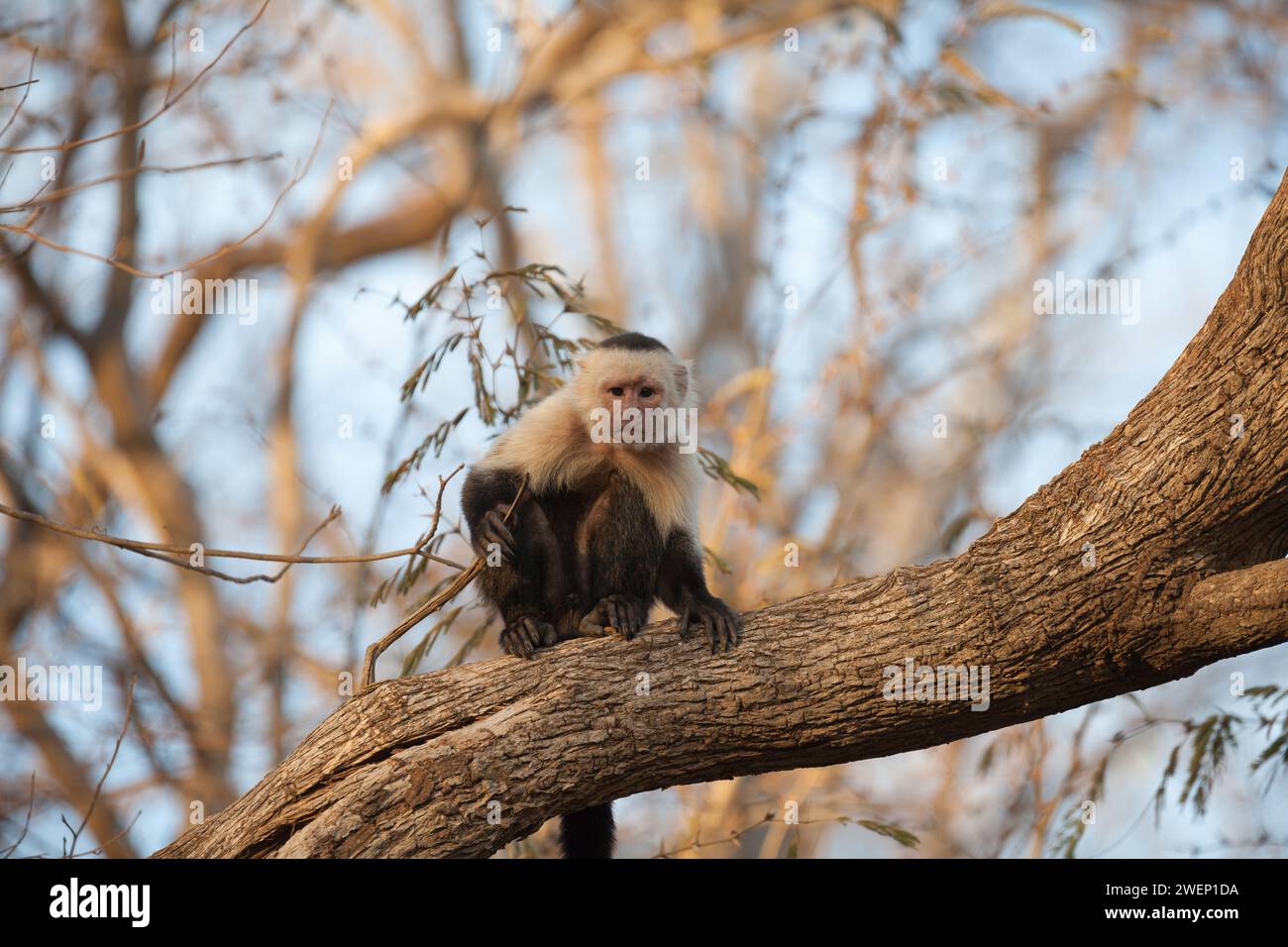 white faced capuchin monkey costa rica Stock Photo