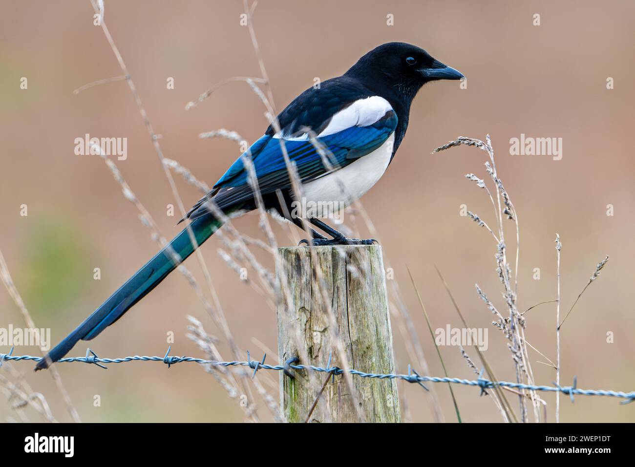 Eurasian magpie / common magpie (Pica pica) perched on fence post with barbed wire along grassland / pasture Stock Photo