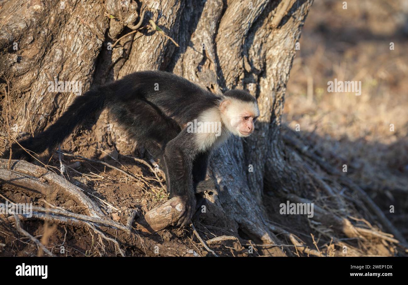 white faced capuchin monkey costa rica Stock Photo