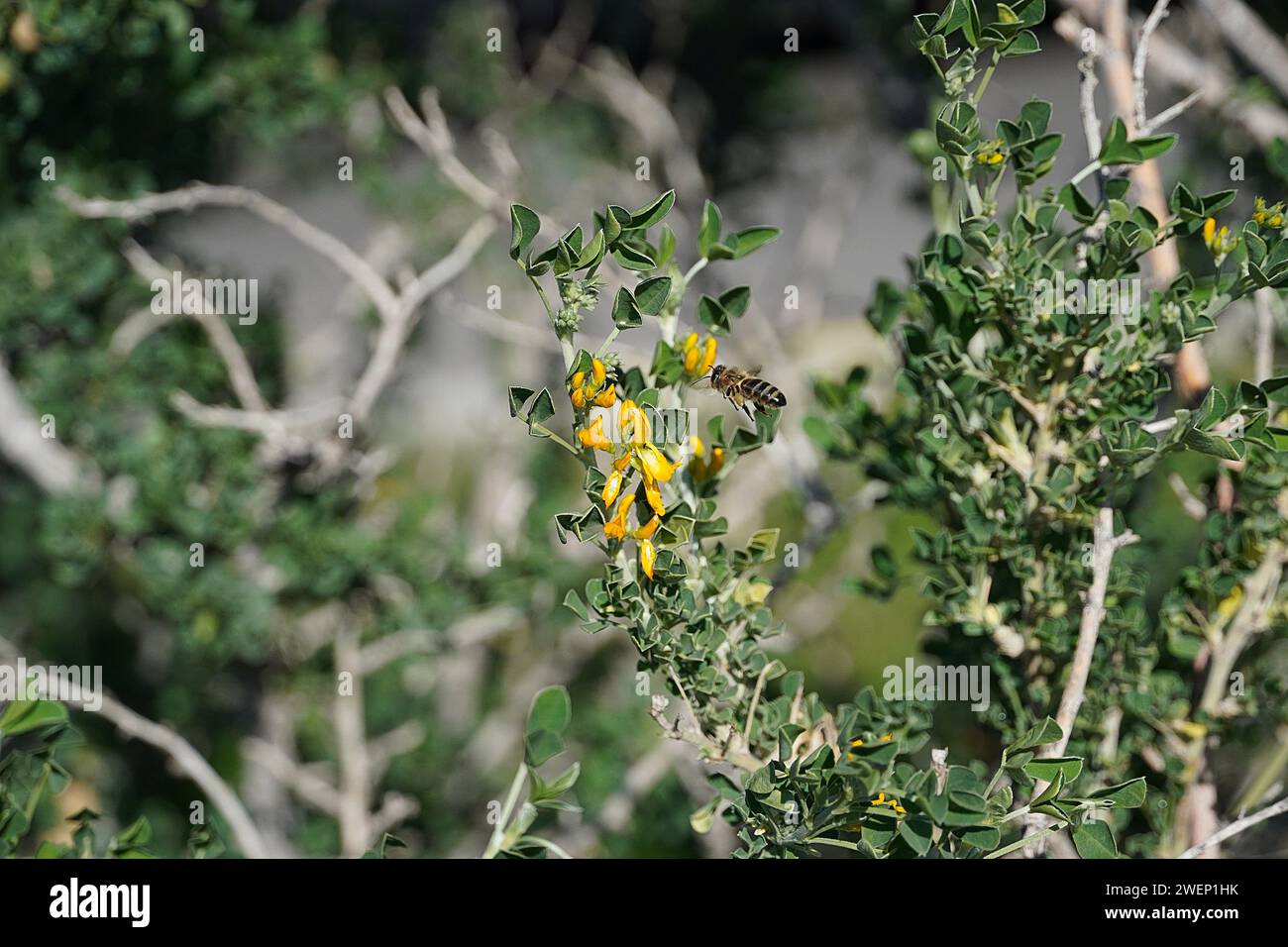 A honey bee or apis mellifera near a moon trefoil or medicago arborea yellow flower Stock Photo