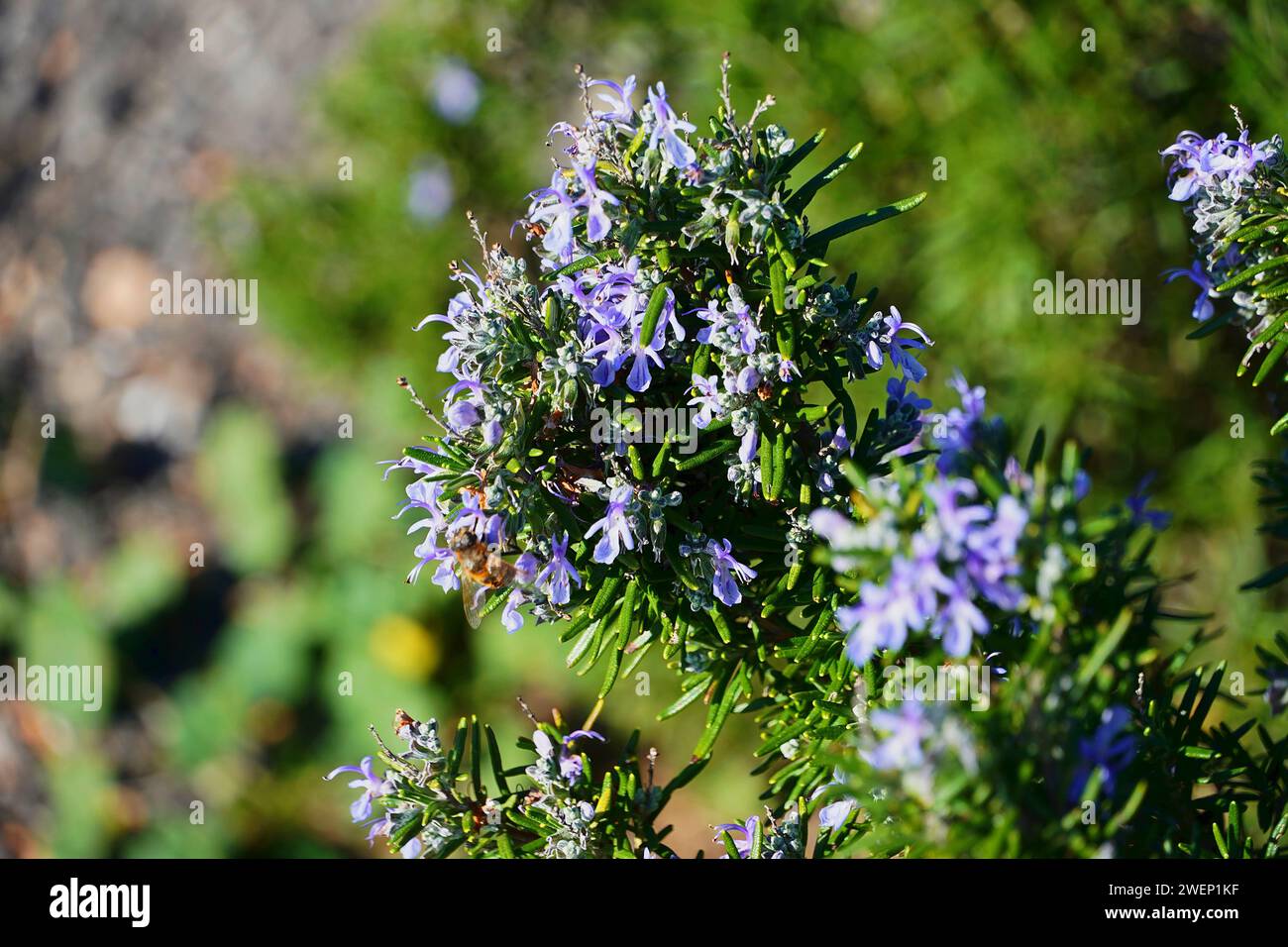 Rosemary plant or Rosmarinus officinalis.A wild herb with fragrant leaves and blue flowers, found in the Mediterranean. Here near Varkiza, Attica Stock Photo