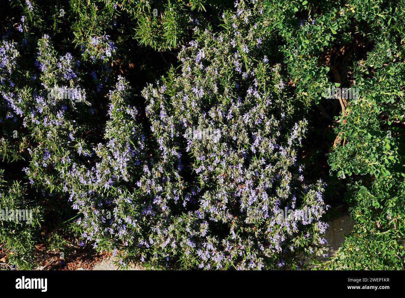 Rosemary plant or Rosmarinus officinalis.A wild herb with fragrant leaves and blue flowers, found in the Mediterranean. Here near Varkiza, Attica Stock Photo