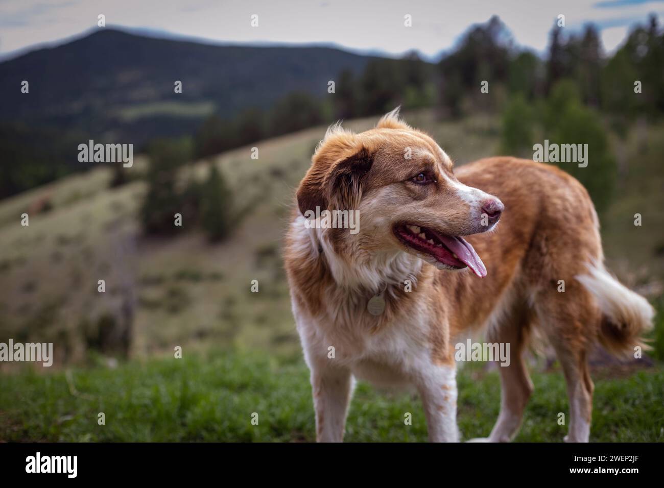 Big mountain dog hi-res stock photography and images - Alamy