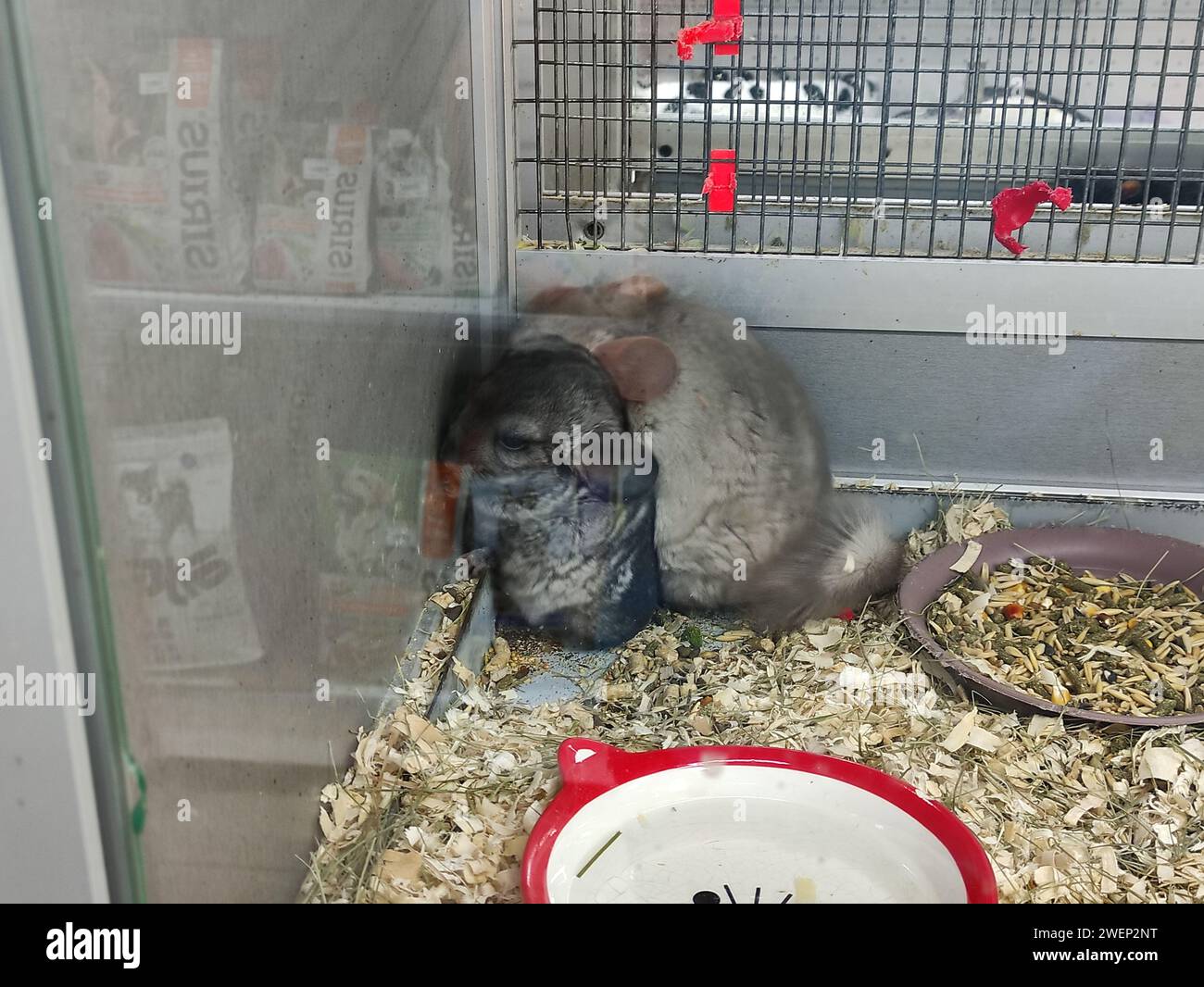 Chinchillas sleep in the corner of the cage Stock Photo