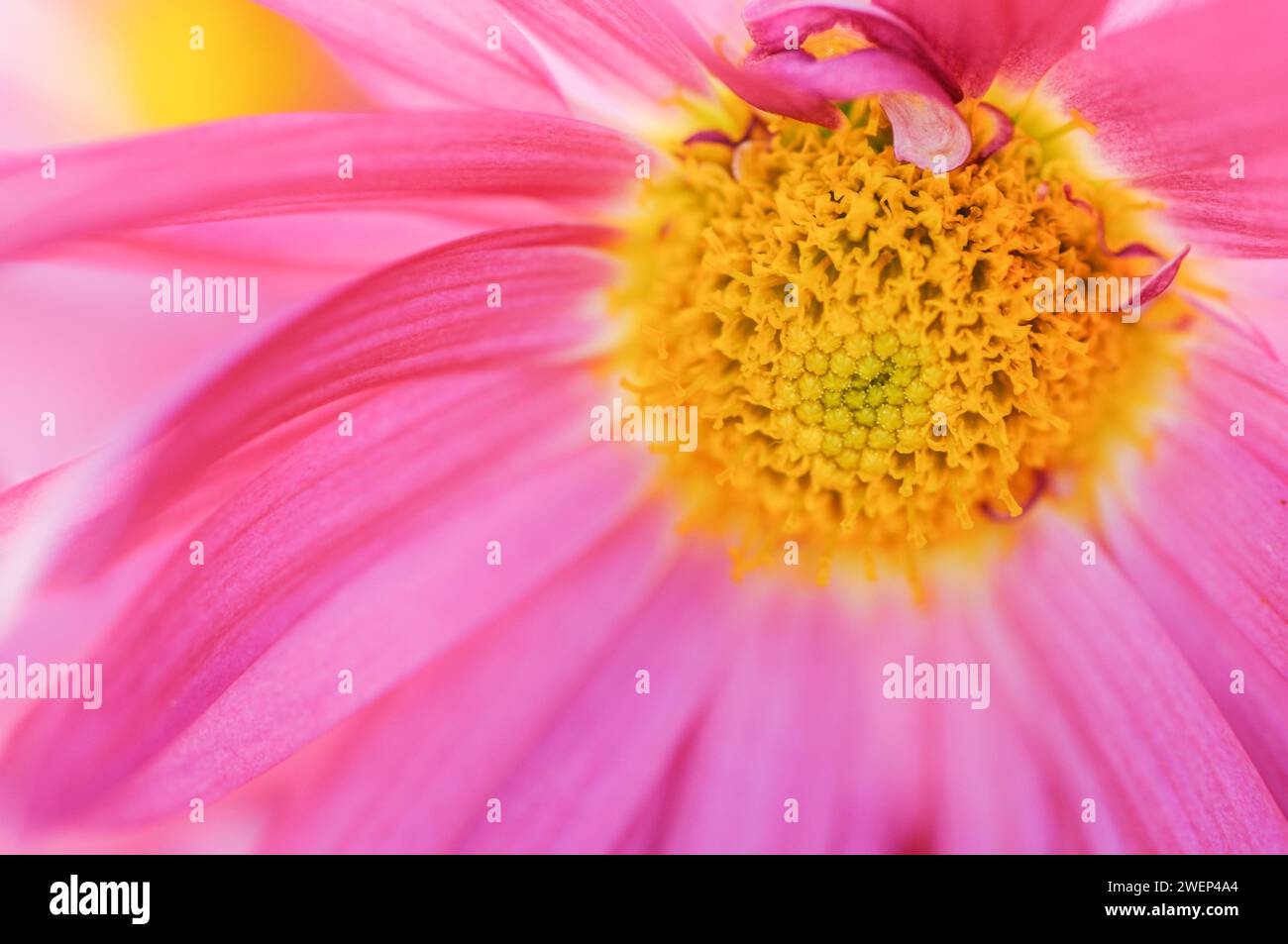 Macro photografy of flower Stock Photo