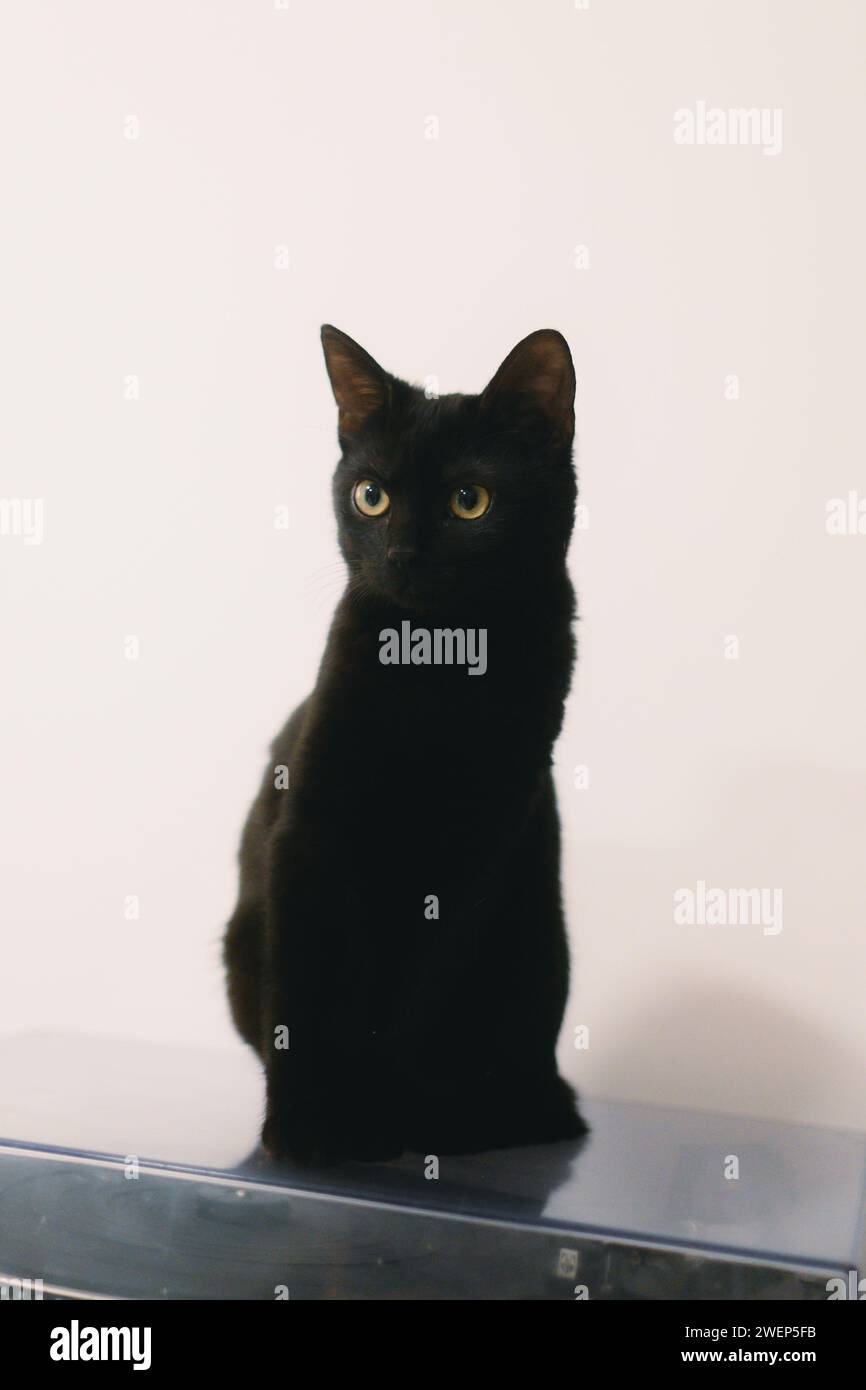 Black cat perched on electronic device against white backdrop Stock Photo