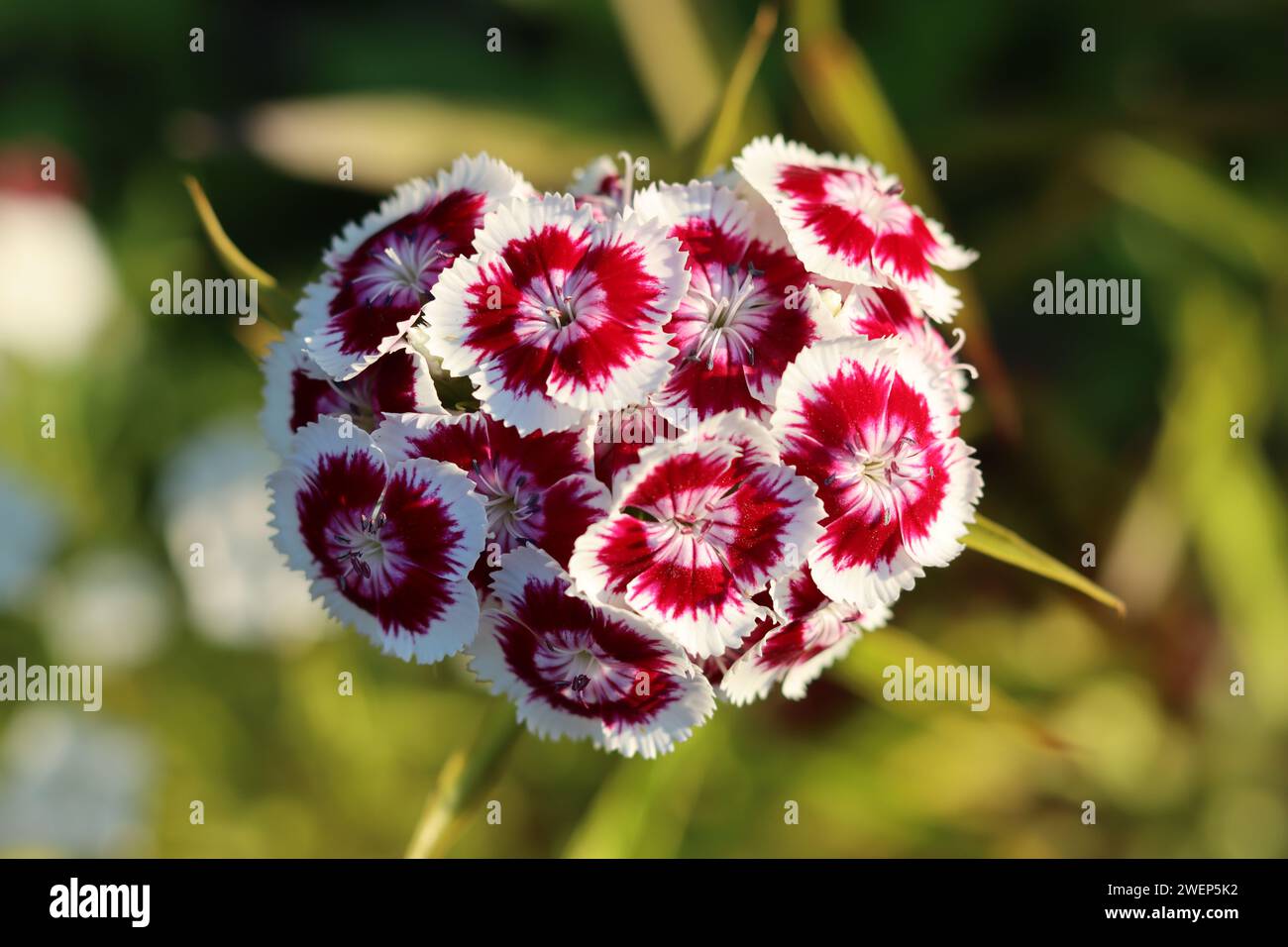 Single red and white dianthus or sweet william flower Stock Photo